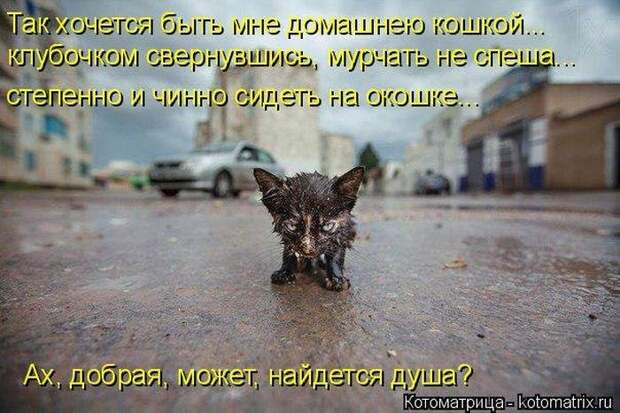Лучшие котоматрицы - прикольные картинки Лучшие котоматрицы - прикольные картинки