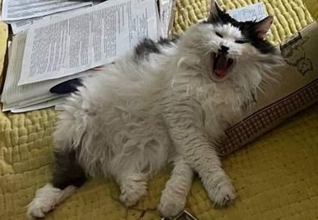 Стрижём Митю