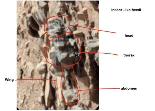 Ученый разглядел на фотографиях марсохода огромных жуков