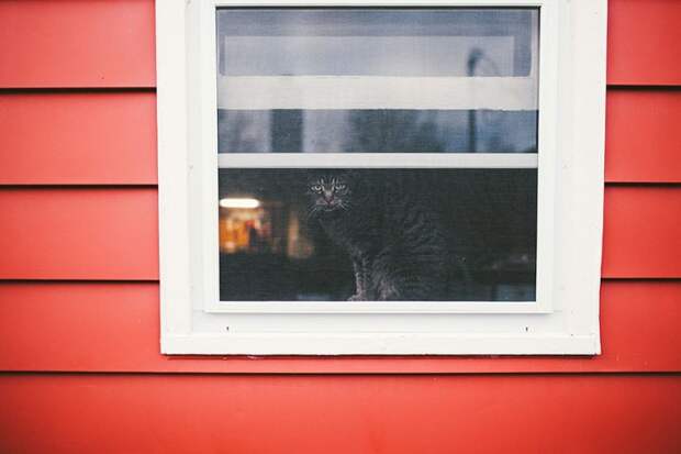 меланхоличные коты ждут хозяина у окна (8)