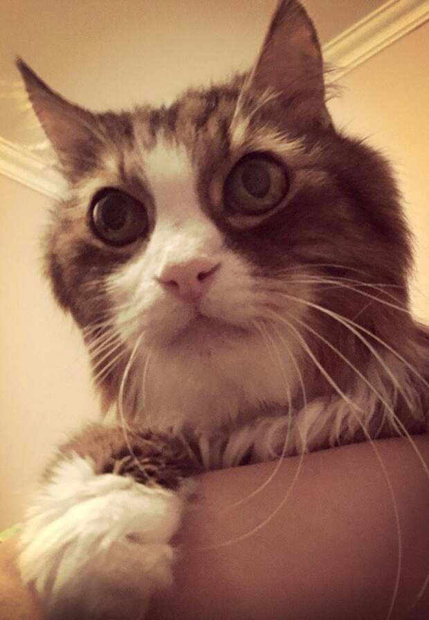 7 дней кота в одиночестве дружба, животные, корм, кошки, помощь, приют