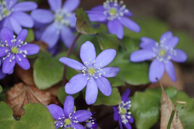 Москвичам запретили собирать цветы