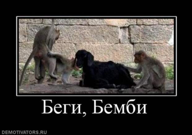 Прикольные демотиваторы только для Вас!