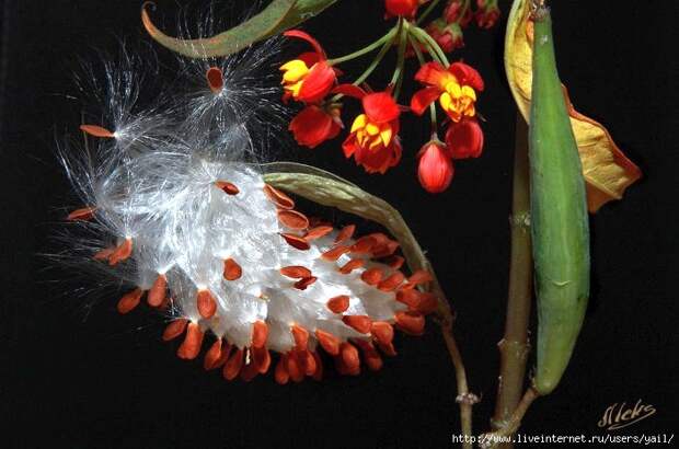 012 (700x464, 175Kb)