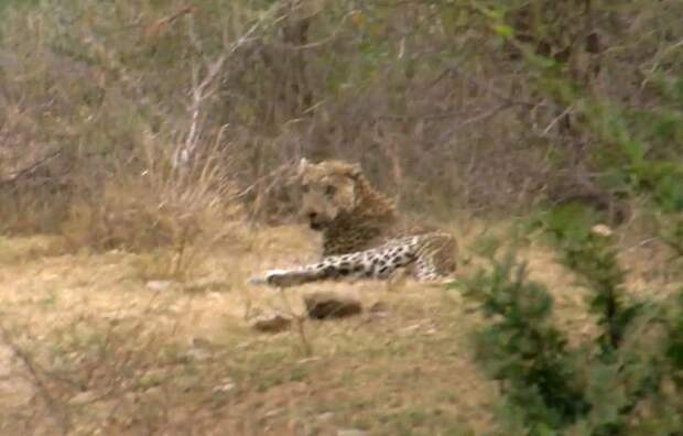 Леопард напал на сафари-гида животные, леопард, сафари парк