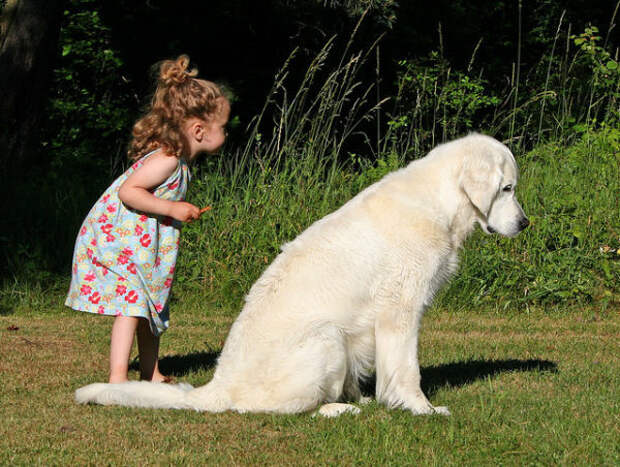 10 лучших пород собак для семьи с детьми (Не самый очевидный выбор)