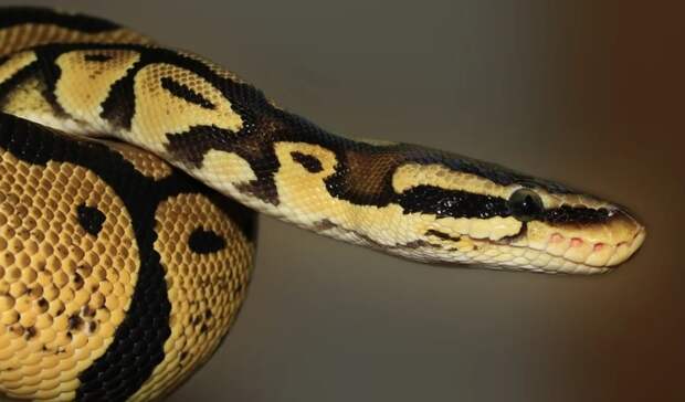 Питона за 100 млн рублей продали в Нижнем Новгороде