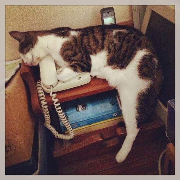 25 кошек, которые спят где угодно, кроме ваших коленей кошки спят, кошки спят в необычных местах