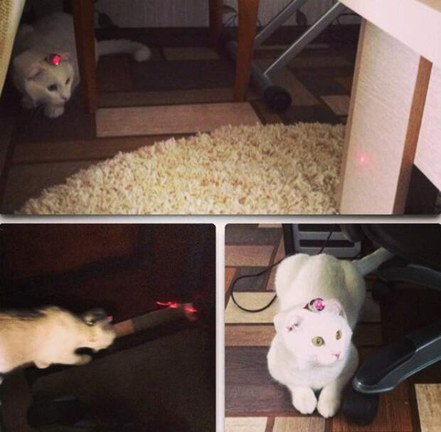 Задолбался играть с котом задолбался, надоело, прикол
