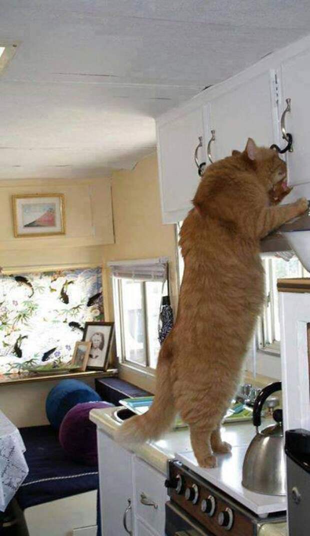 самые огромные кошки