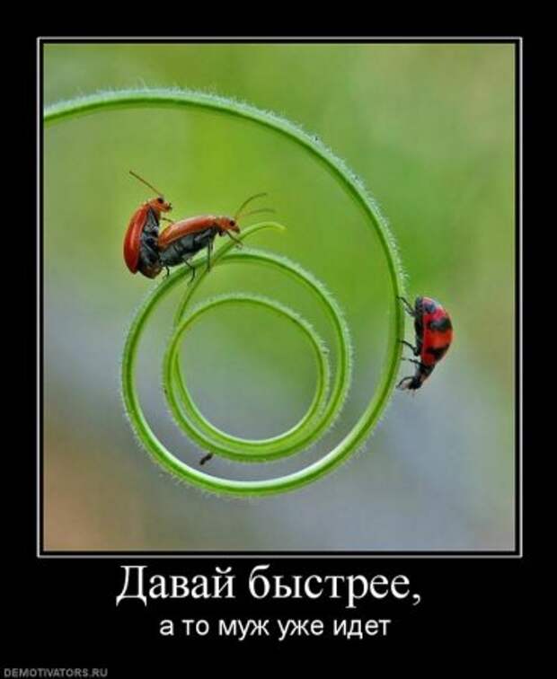 Демотиваторы с приколами на Поржать.ру