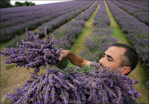 Лавандовые поля под голубым небом Франции. Лавандовые поля под голубым небом Франции.