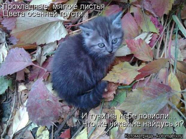 Котоматрицы (картинки с надписями)
