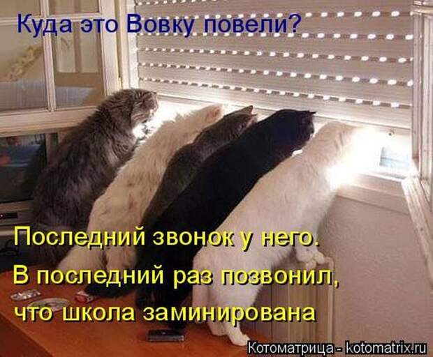 Лучшие котоматрицы недели