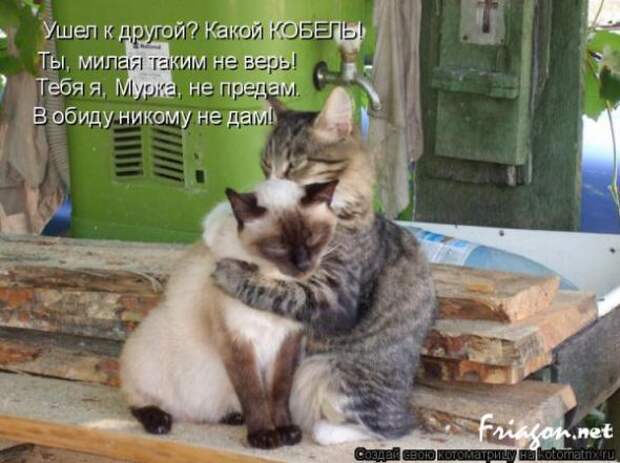 Котоматрица про Любовь