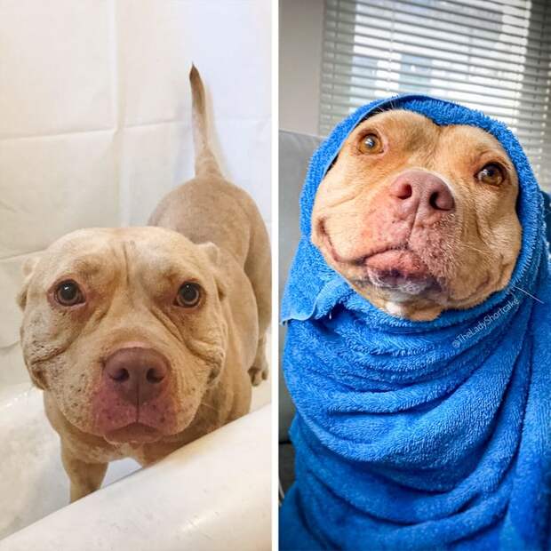 20 фото животных, уморительнее которых вы сегодня уже ничего не увидите