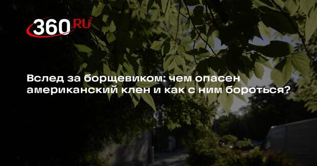 Эколог Баташев рассказал, как американский клен попал в Россию