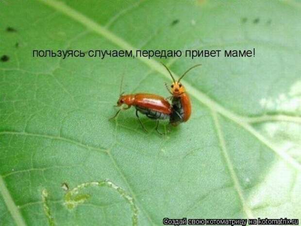 Котоматрица Котоматрица