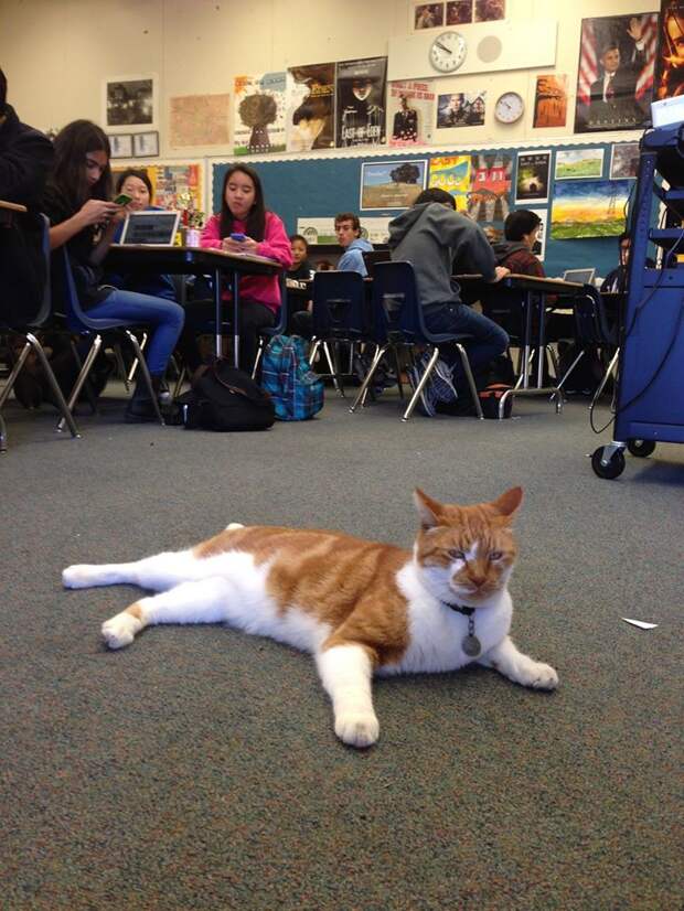 Это единственный в мире кот, который официально признан студентом животные, история, коты, студент