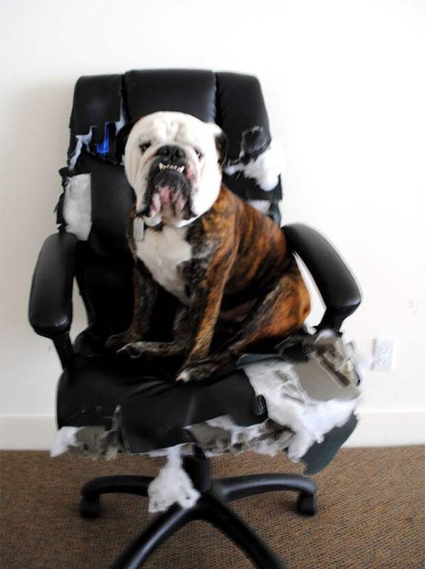 Проверил новое кресло Проверил новое кресло дом животные проступок шалость