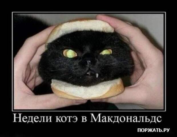 Демотиваторы про котэ (30 фотэ)