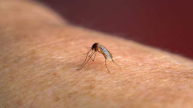 В Исландии впервые обнаружили комаров