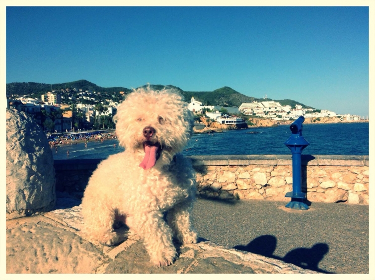 Cerbero dog travel, собака путешественник