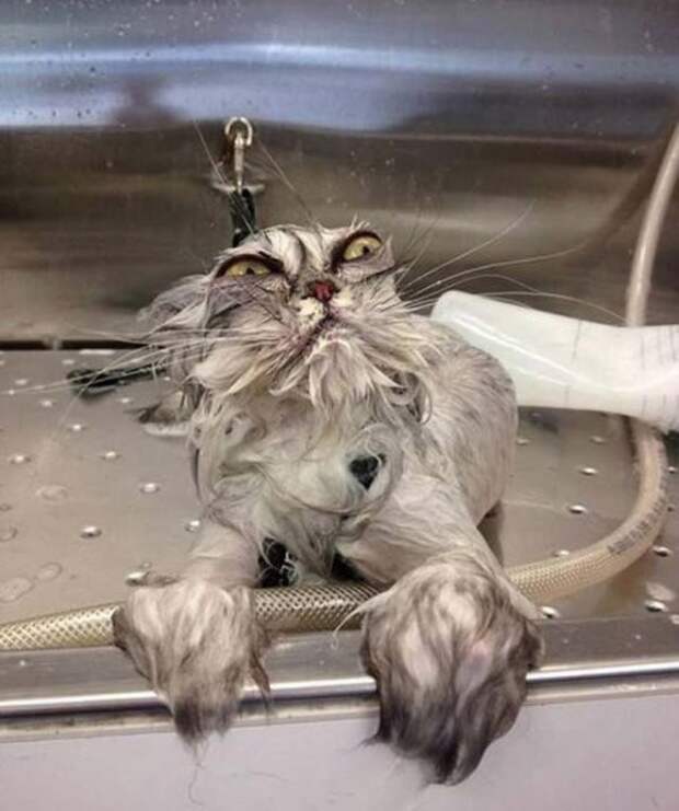 Жестокие фото котов после принятия ими водных процедур вода, животные, коты