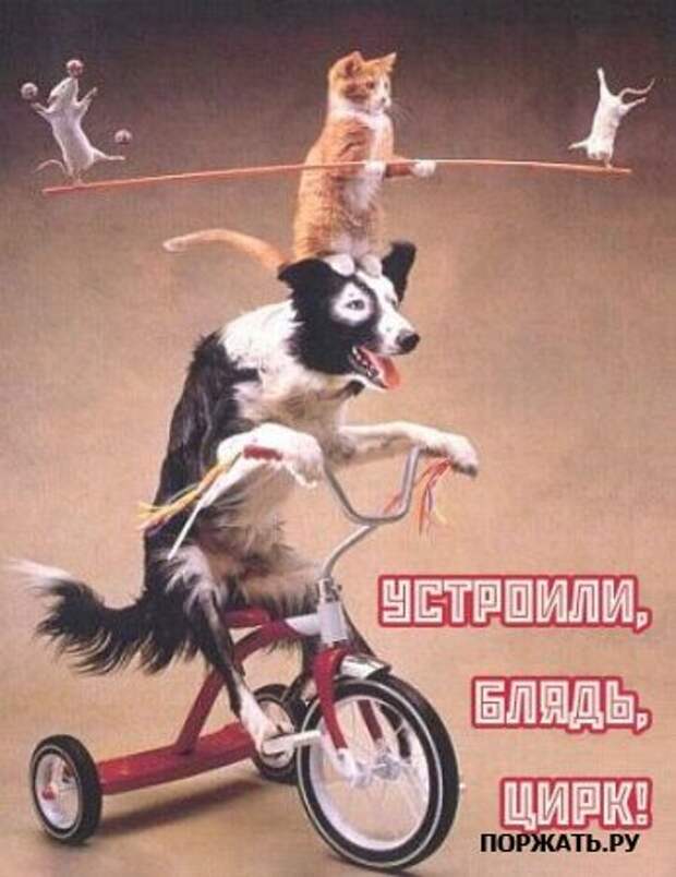 Смешное. новые приколы.