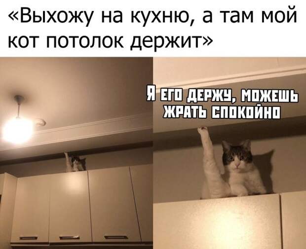 kaptinok-prikolnyh-podborka-kartinki-smeshnye-kartinki-fotoprikoly