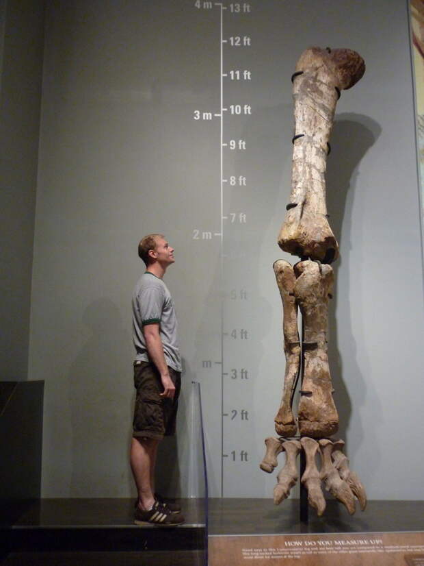 Музей динозавров Royal Tyrrell 
