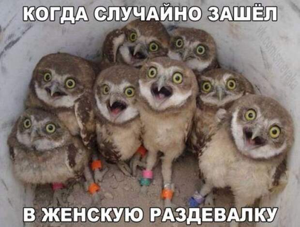 Прикольные фотомемы