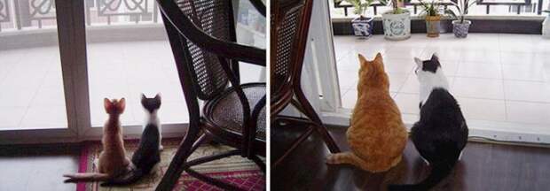 котята у дверей