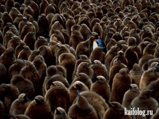 Приколы про пингвинов (30 фото) Приколы про пингвинов (30 фото)