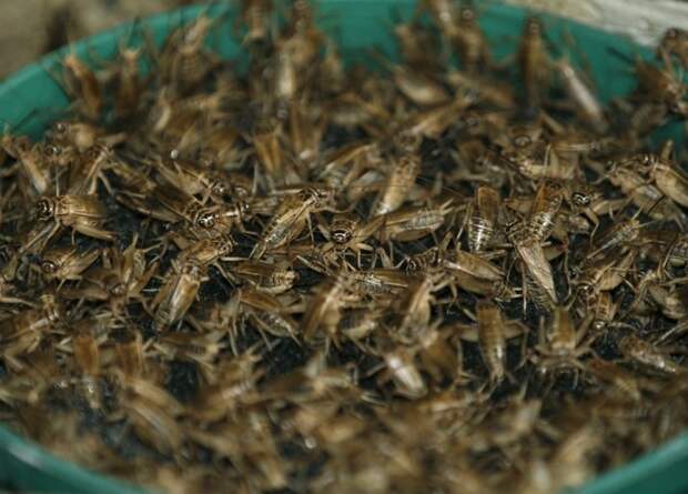 Как в Таиланде разводят съедобных насекомых (2)
