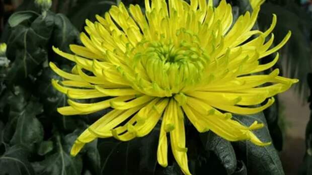 Хризантема многолетняя "цветок-солнце"