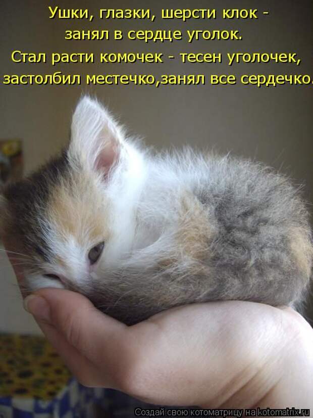 Лучшие котоматрицы недели (50 фото)