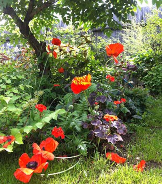 Красные маки Сады, цветы Урала