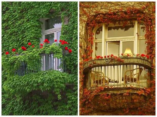 Идеи и советы при озеленении балкона