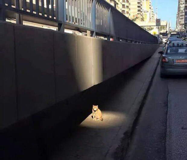 Забавные коты. часть 14 (30 фото)