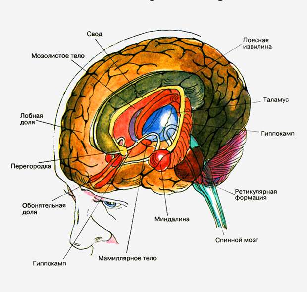 Анатомия мозга - ТОП 10