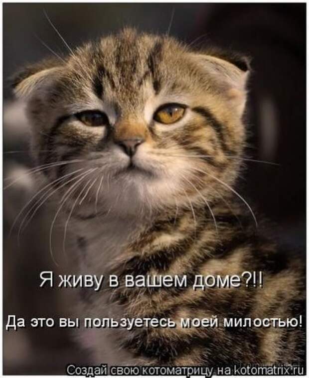 Подборка Котоматриц 2010 - Выпуск 28
