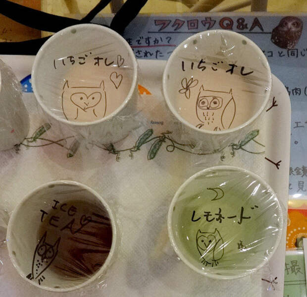 В гостях у сов: необычное кафе в Японии животные, совы