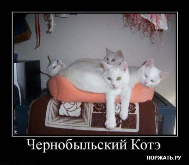 Демотиваторы про котэ (30 фотэ)