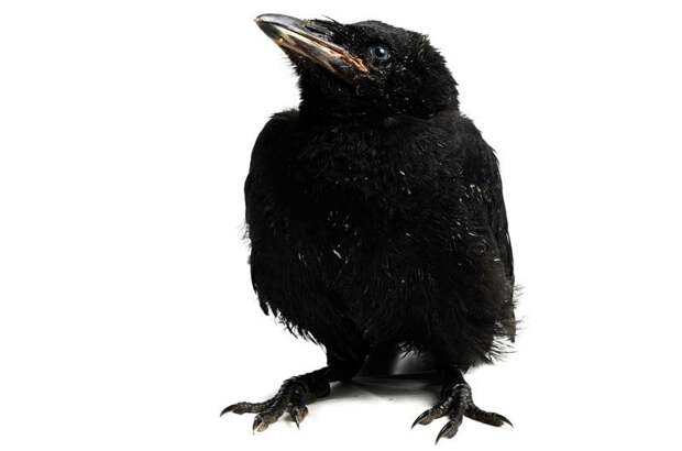 Проект 'Baby birds' Гэвина Парсонс