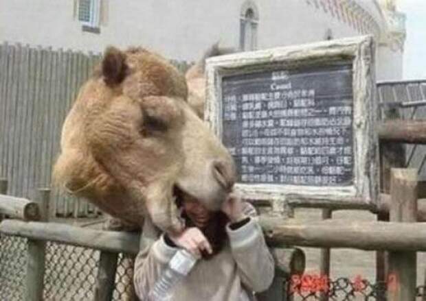 Animal-Photos8