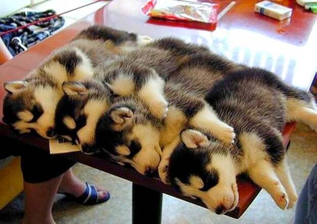 5.16.15 - Cutest Sleeping Puppies13
