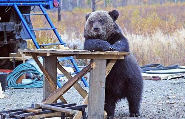 медведь милый 3