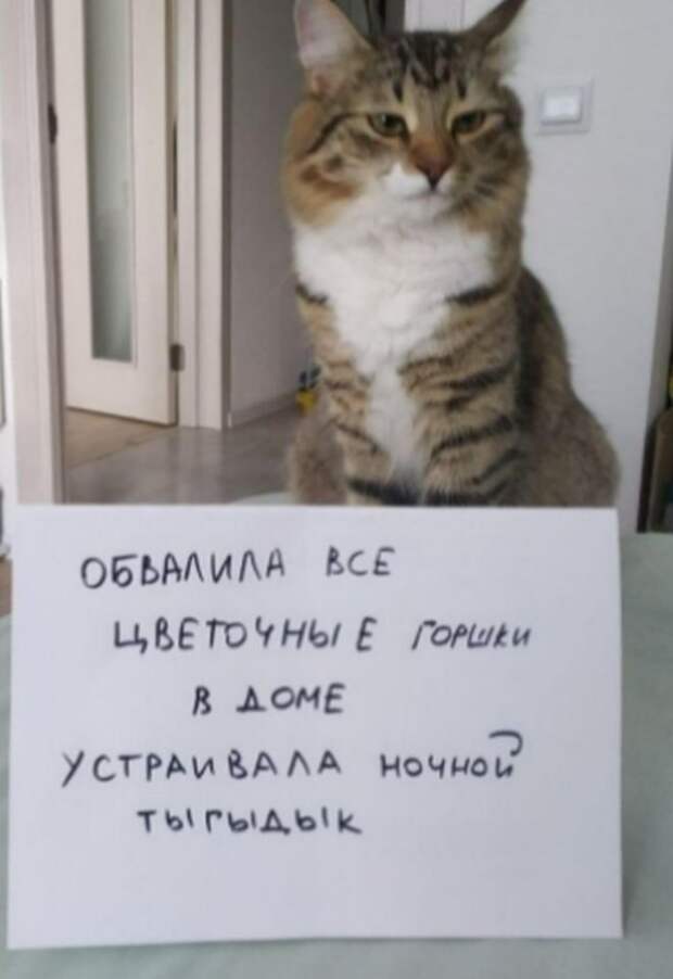 Пользователи рассказали, в чем провинились их коты