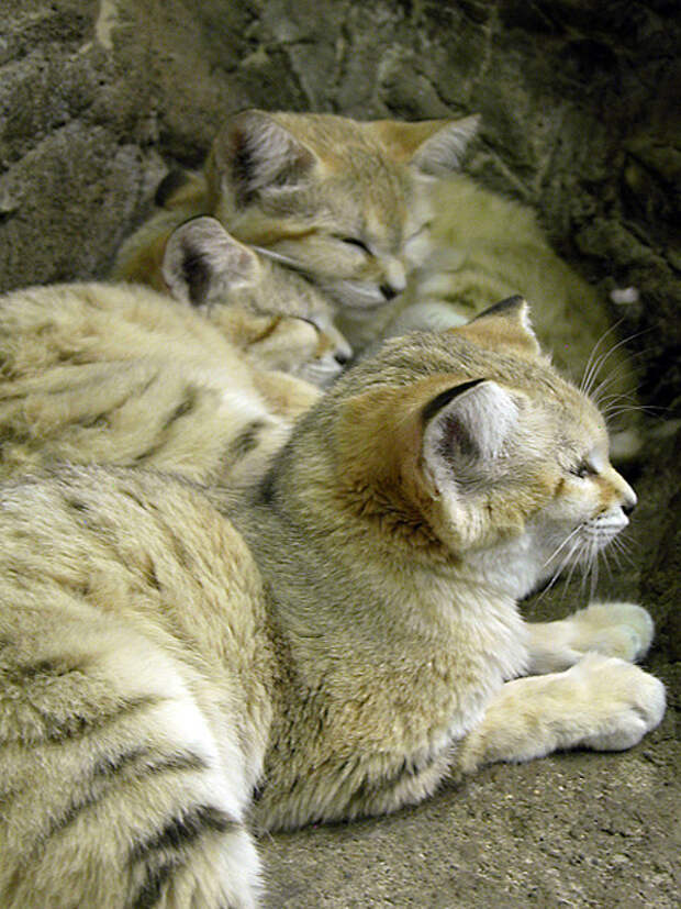 Песочный кот